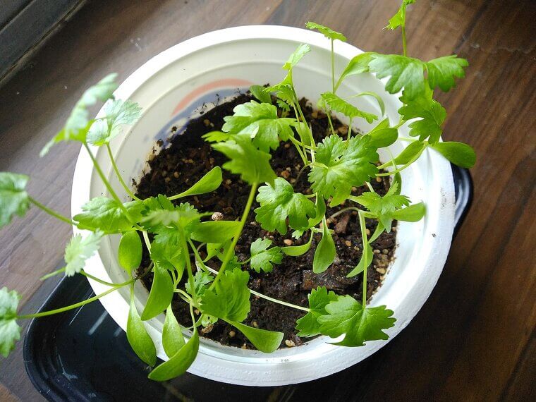 Delicate Cilantro: The Cool-Season Culinary Essential