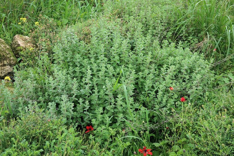 Sweet Marjoram: The Mild-Mannered Mediterranean