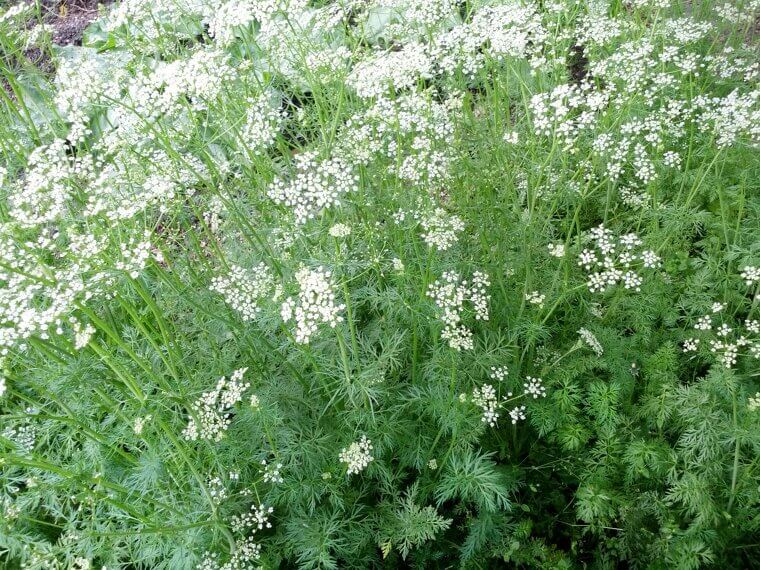 Hardy Cumin: The Sun-Loving Seed Producer
