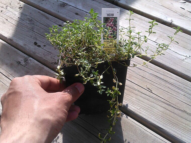 Fragrant Thyme: The Low-Maintenance Groundcover