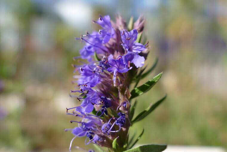 Ancient Hyssop: The Bittersweet Biblical Herb