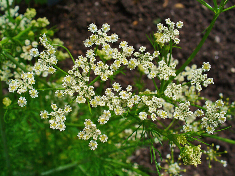 Traditional Caraway: The Biennial Beauty