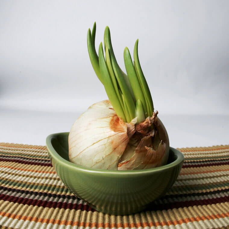 Pungent Garlic Greens: The Easiest "Re-Grow" Project