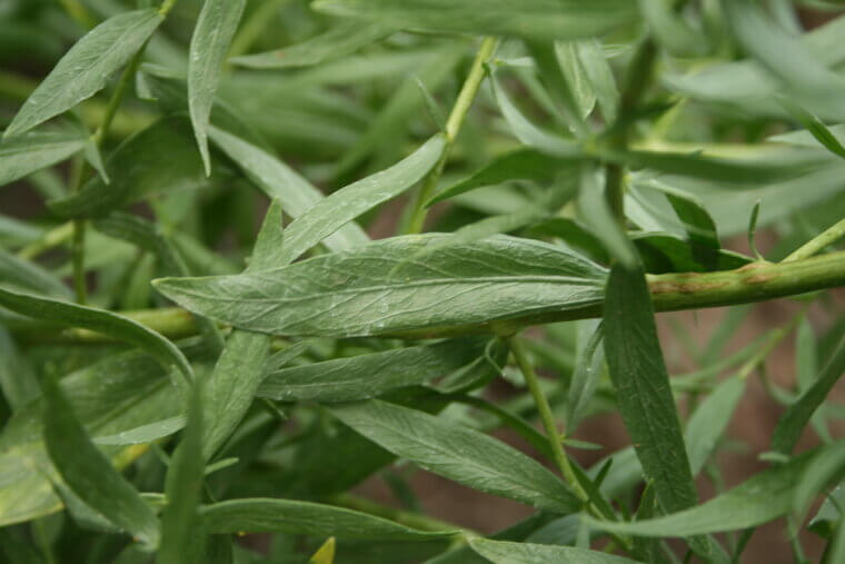 French Tarragon: The Licorice-Scented Perennial