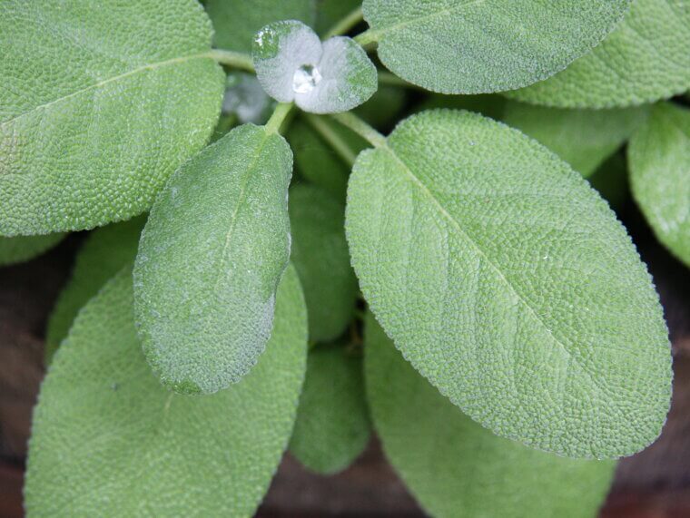 Sturdy Sage: The Drought-Tolerant Decorator