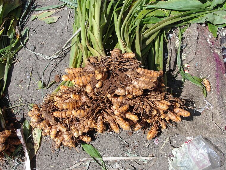 Vibrant Turmeric: The Tropical Treasure for Warm Indoors