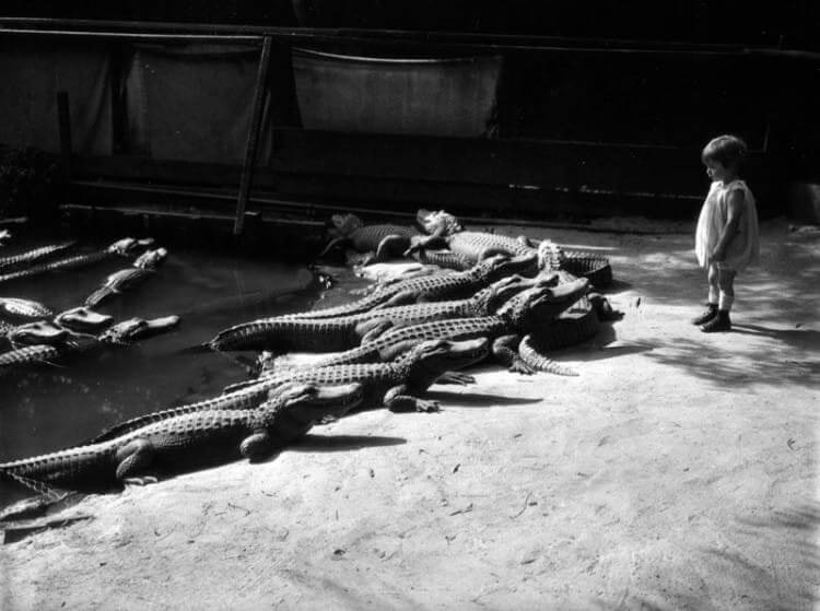 California Alligator Farm, Los Angeles, 1920