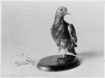 Cher Ami, the Homing Pigeon who Saved the "Lost Batallion," c. 1919