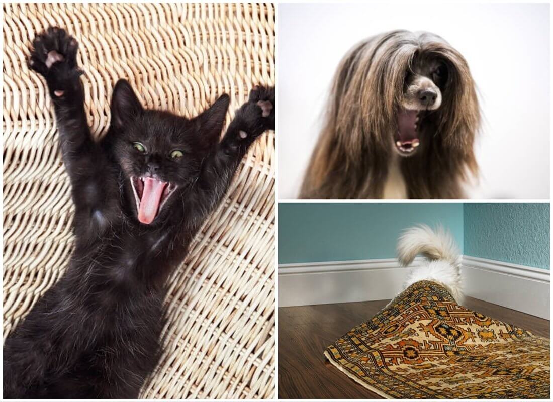 Every Bizarre Cat and Dog Behavior Explained WithTheFirstPick