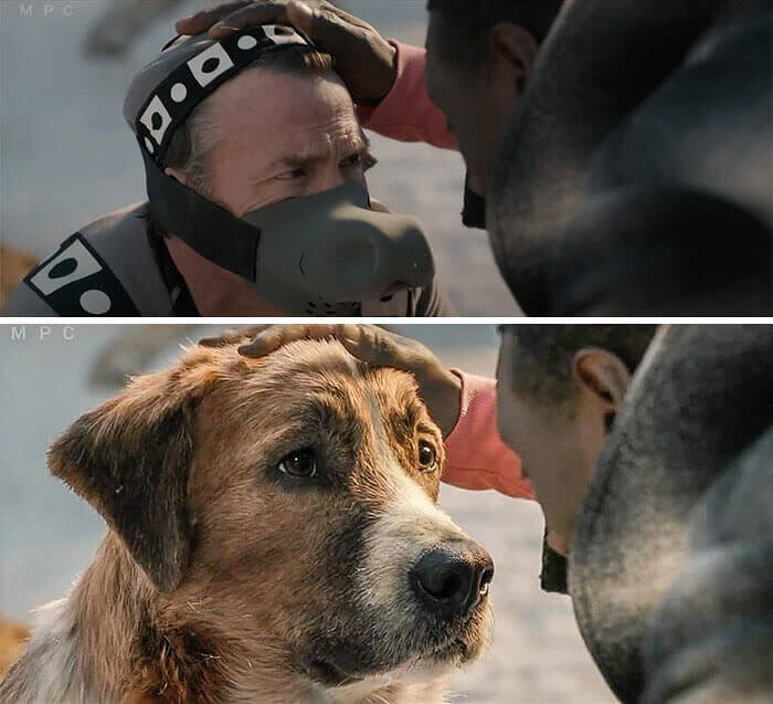 O cachorro em "O Chamado Selvagem"