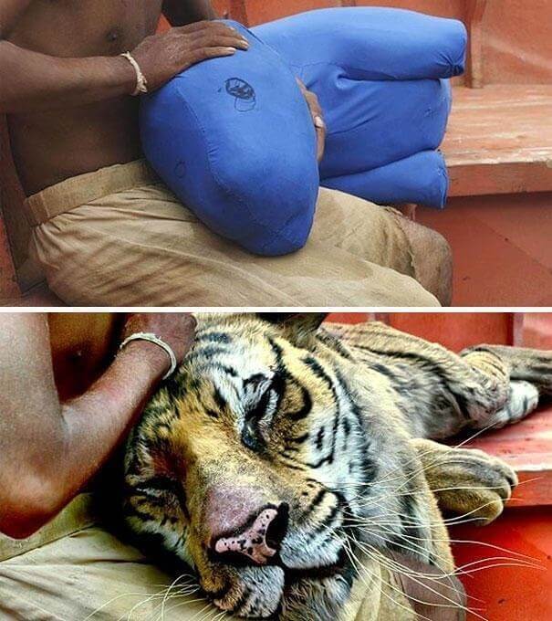O tigre de "As Aventuras de Pi"