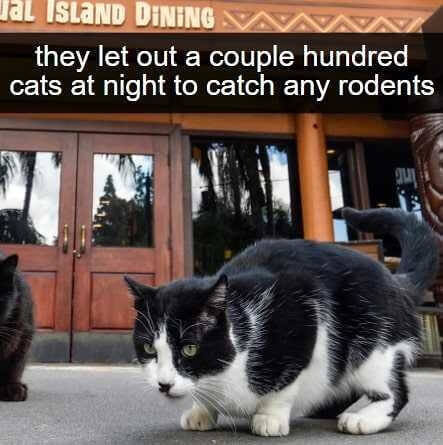 Gatos guardianes recorren el parque