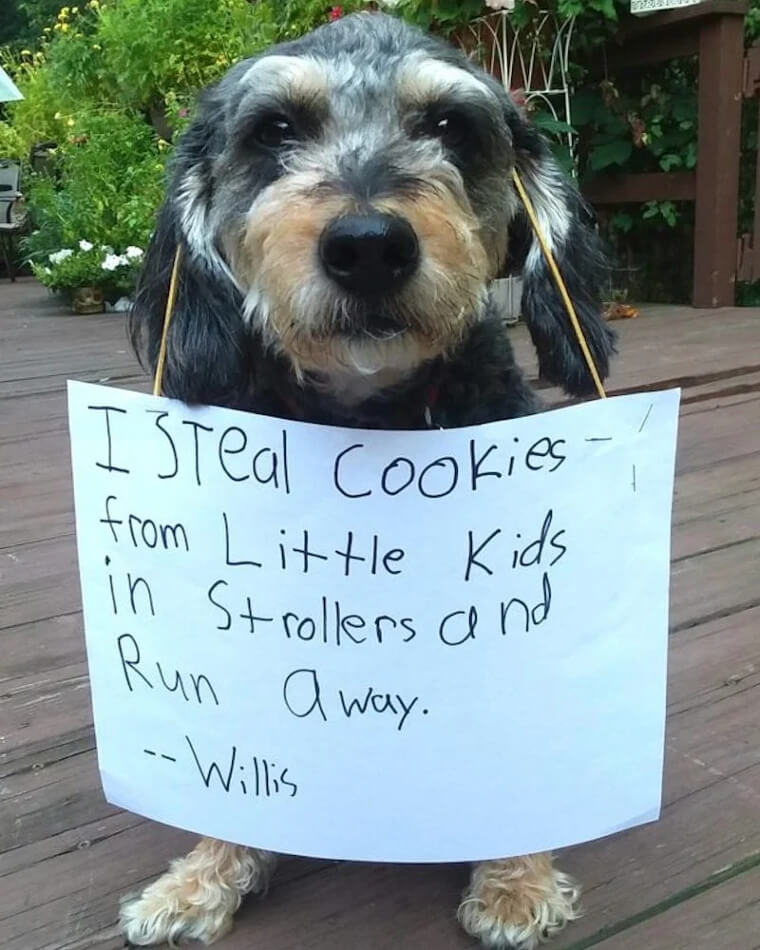 Serial Cookie Bandit