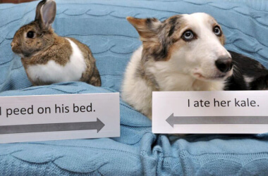 These Mischievous Pets Were Shamed for Their Bad Behavior