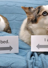 These Mischievous Pets Were Shamed for Their Bad Behavior