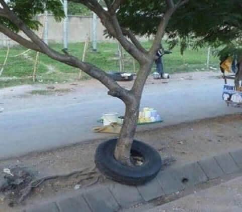 Qu'est-ce Qui Est Arrivé En Premier, Le Pneu Ou L'Arbre ?
