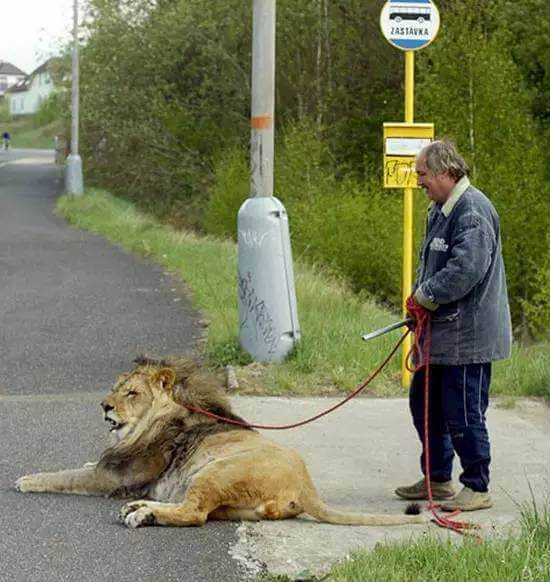 Le Roi De La Ville
