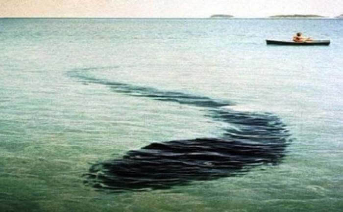 Un Autre Monstre Qui Se Cache Dans Les Eaux Australiennes