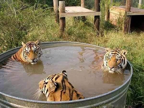 Trois Tigres Prenant Leur Bain