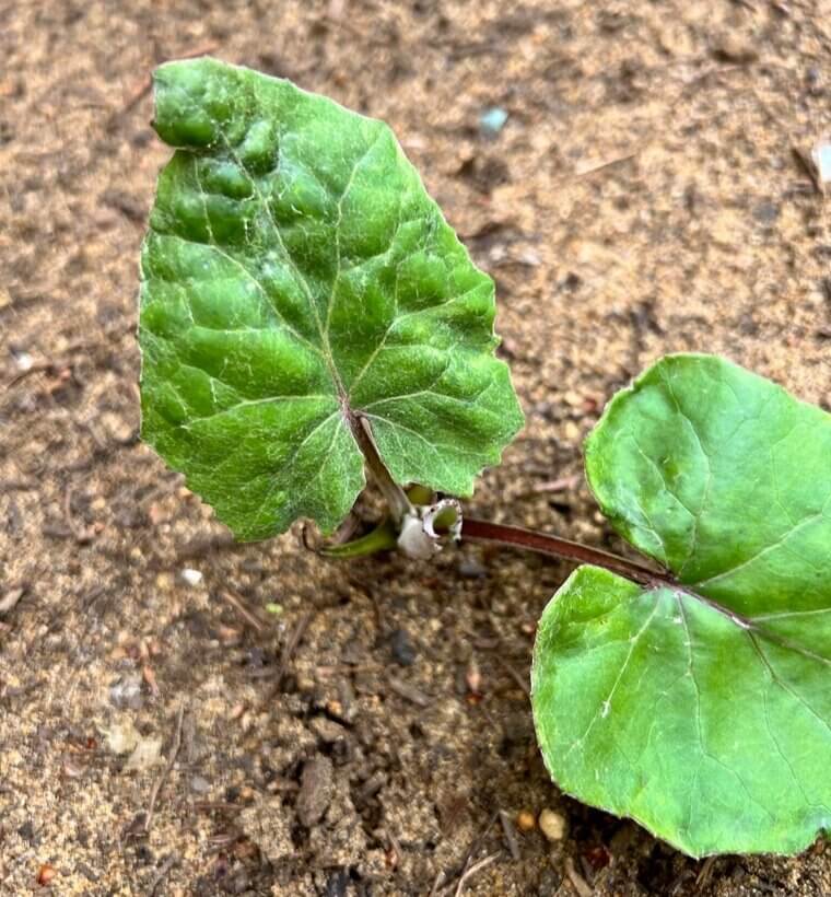 Invasive Plants That Grow Out of Control