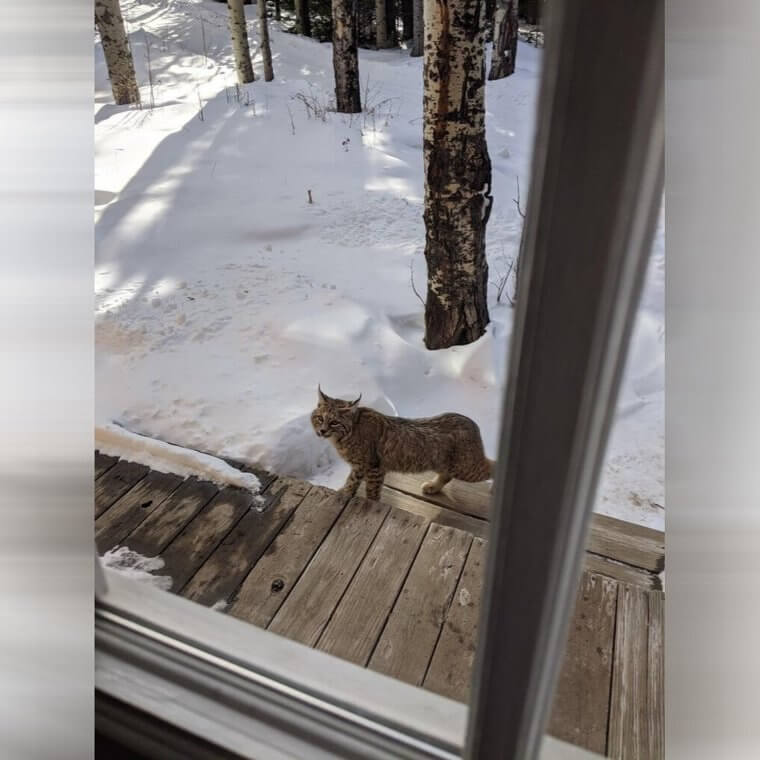 When Your Neighbor Is a Wild Animal - Literally