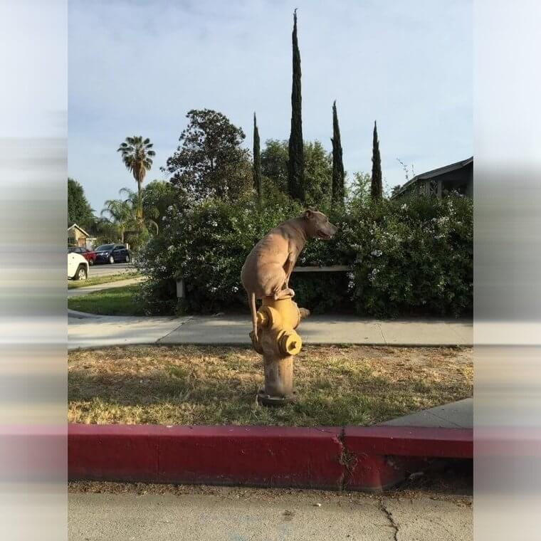 Does the Neighbor's Dog Always Sit Like That?