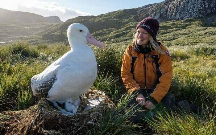Un Gigantesco Albatro Urlatore