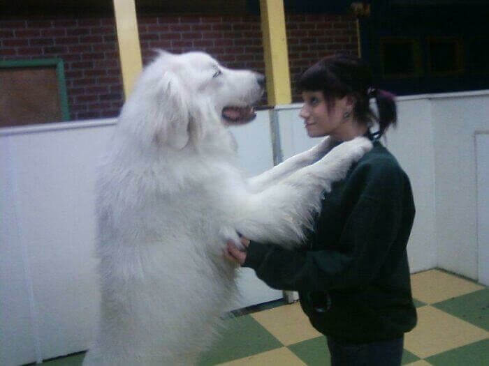 Bob, Mi Manchi