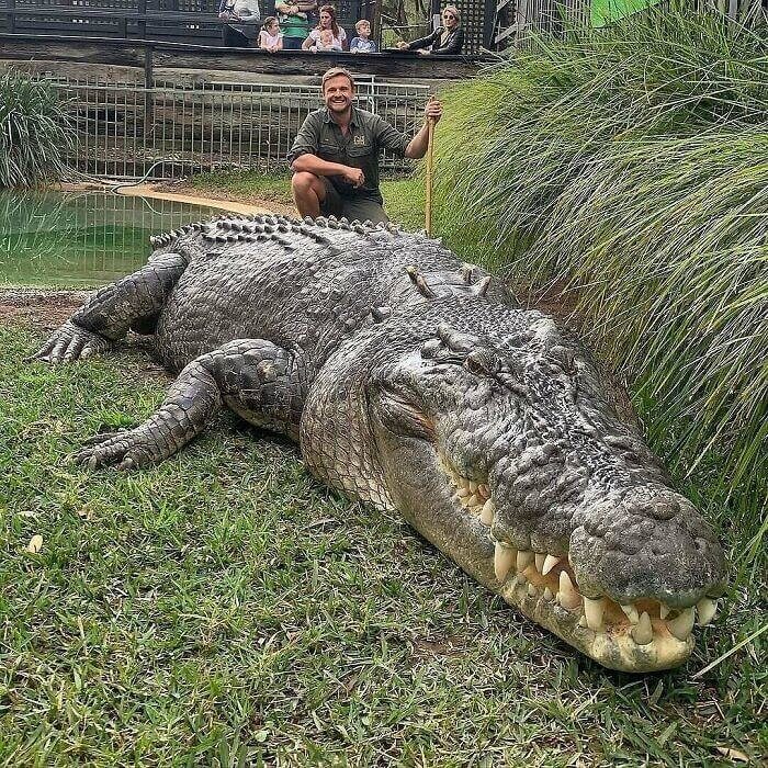 Elvis È L'Unità Assoluta Di Un Coccodrillo