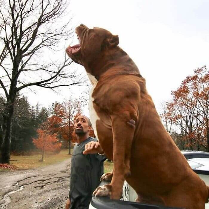 È Il Pitbull Più Grande Del Mondo?