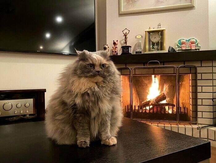 Un Gatto Gufo Musone E Peloso