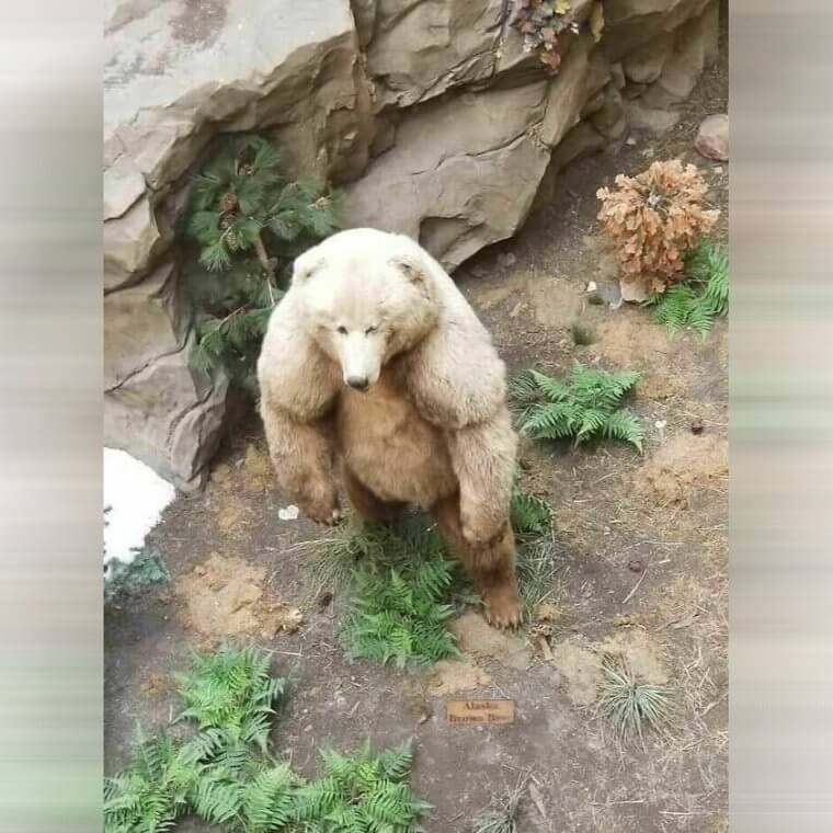 Unità Assoluta Di Un Orso