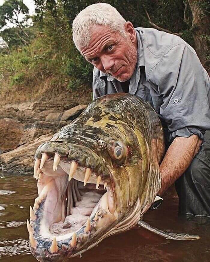 I Denti Del Pesce Tigre Vi Faranno Venire Gli Incubi