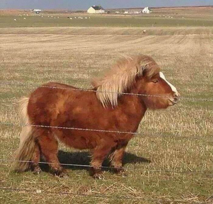 Gimli Il Cavallo Delle Meraviglie