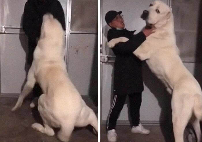 Ci Stai Dicendo Che Non È Un Orso Polare
