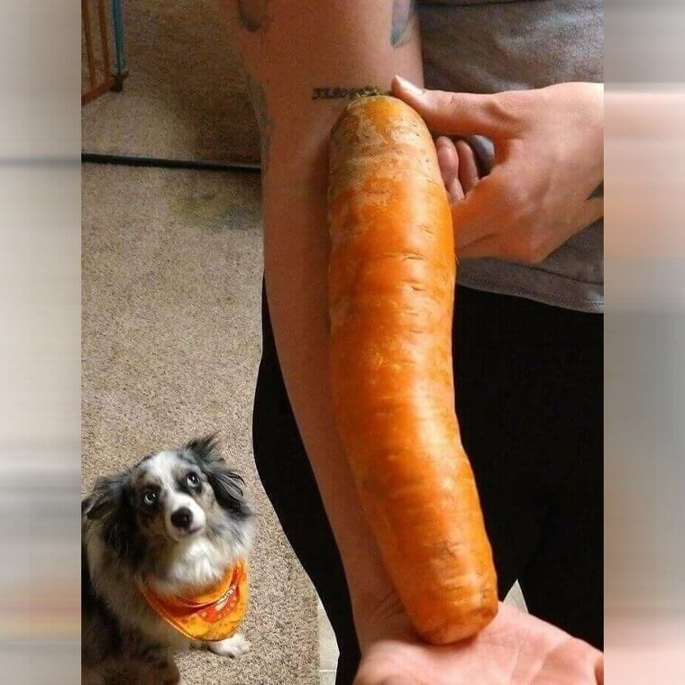 L'Unità Assoluta Di Una Carota Nella Nostra Consegna Di Cibo Settimanale