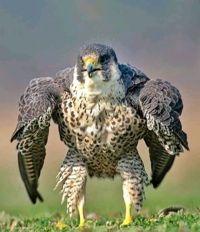 Uccello Body Builder