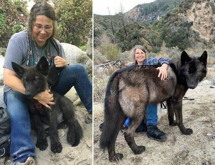 Il Ragazzo Che Gridava Al Lupo