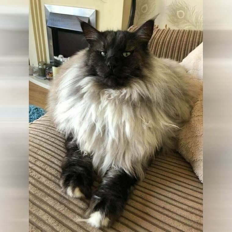 Un Micio Peloso E Alla Moda