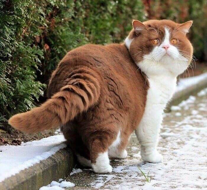 Molto Gatto Molto Amore