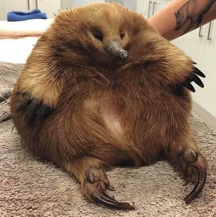 Un'Echidna Gigante Entra In Un Santuario...