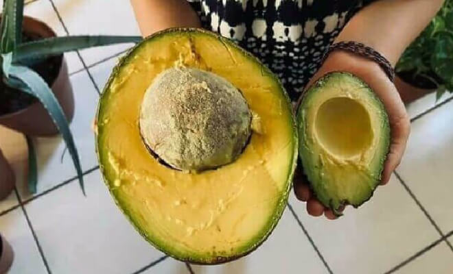 母なる自然では大きさが重要であることを証明する写真