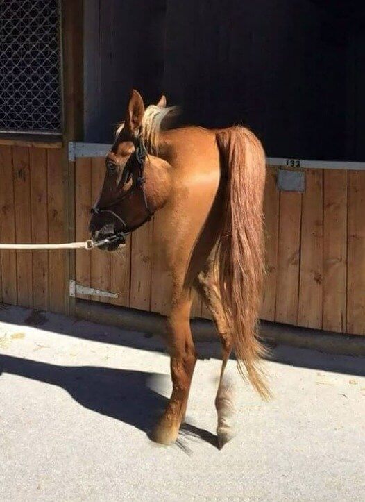 The Horse With No Body