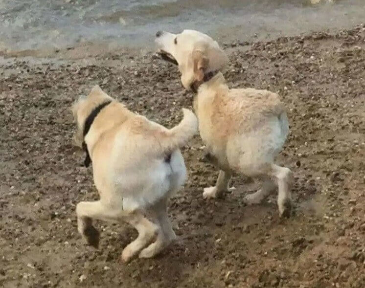 Someone Call the Vet Cause This Dog Split in Half