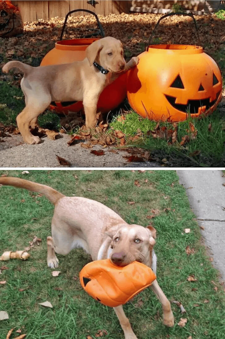Cute Doggy Photo Recreation Gone Wrong