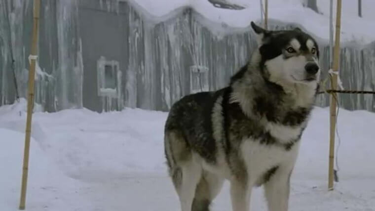 The Thing - Howl On Earth Did You Guess The Ending?