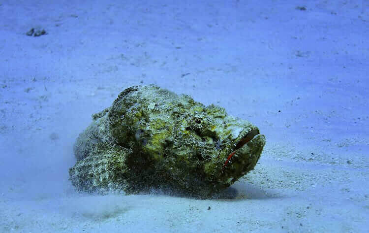 Stonefish