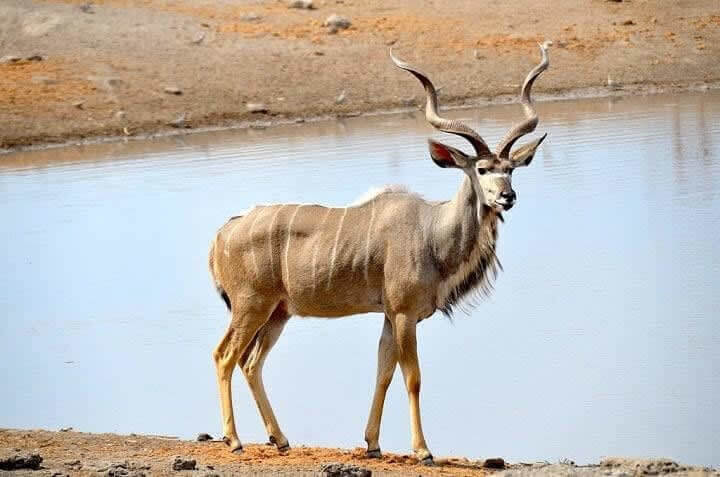 Kudu