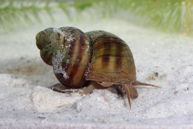 Freshwater Snails