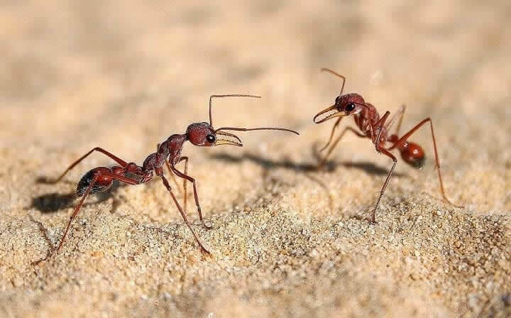 Bulldog Ants